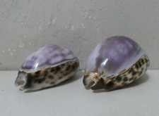 coquillages vintage shell x2 cypraea tigris purple 82 et 74 mm