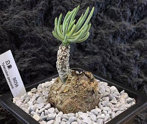 Sale rare cacti tylecodon - rare,