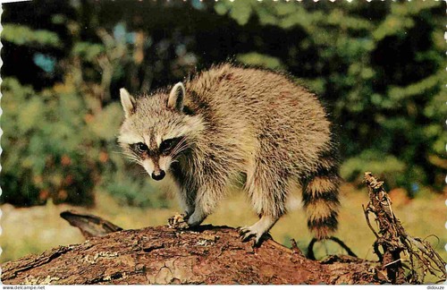 Postcard animals raccoon - postcard,