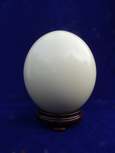 Curiosite top oeuf - top,