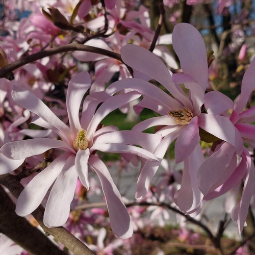 Magnolia stellata rosea - 2l,