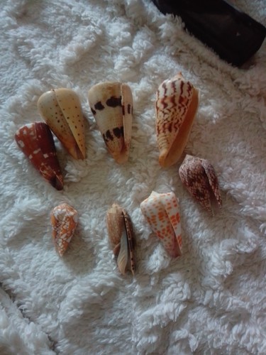 Lot coquillages conus - 8,