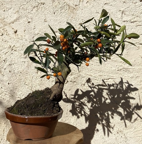 Bonsaï agrume citrus kinzu - agrume,
