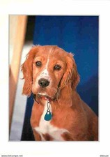 Carte Postale - Animaux -