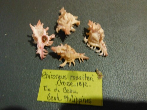 coquillage/4chicoreus
