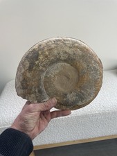 grande ammonite origine France dimension 24X20  cm