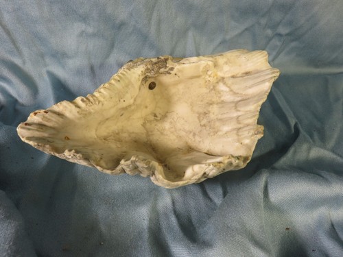 Coquillage bénitier cm - coquillage, de