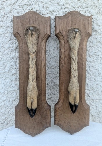 Pattes chevreuil pied - de,