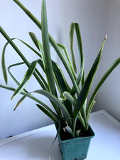 1 plant Billbergia nutans