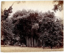 Photo - Ceylon - Giant Bamboo - India - Albumin - 1880 - Ceylon