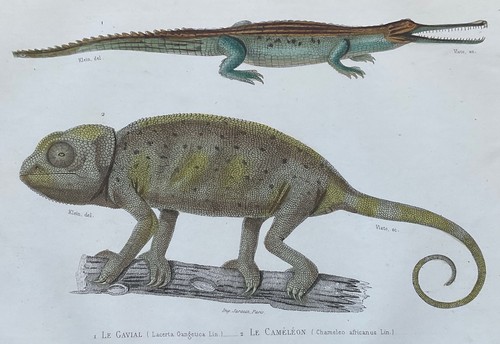 Zoologie gavial caméléon - zoologie,