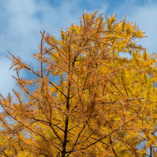 Live Japanese Larch (Larix kaempferi) – 30-36" Tall – Potted Tree for Bonsai