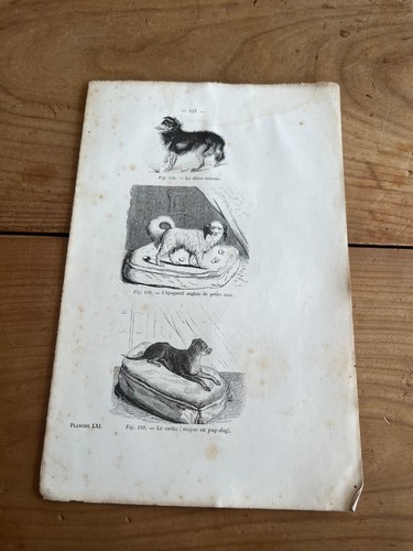 Gravure ancienne chien n63 - gravure,