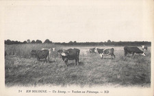 CP EN SOLOGNE POND COWS AU GRAZING - 82355
