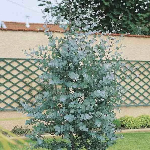 Eucalyptus gunnii