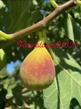 Figue Fraise Californienne. X3