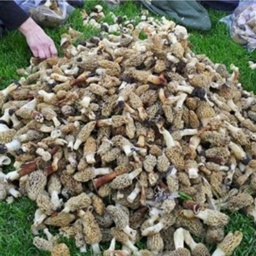 Morel mushroom garden grow - mushroom-,