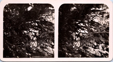Nest Edge Bouvreuils, Vintage Print, ca.1910, Vintage Print Stereo, Legend