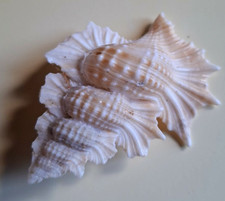  Coquillage “feuille