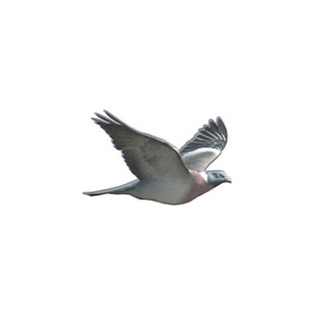 Palombe pigeon ramier