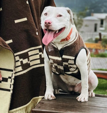 Clint Eastwood-Inspired Dog