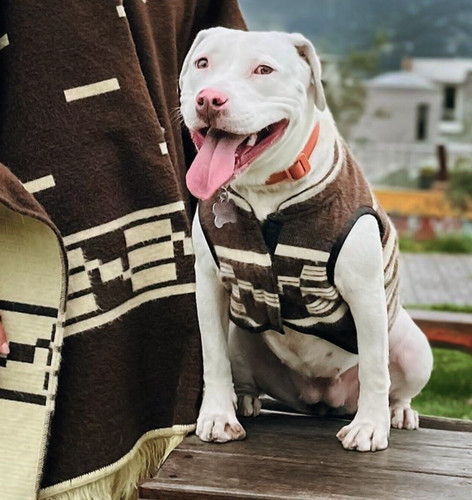 Clint eastwood inspired dog - clint, eastwood-inspired
