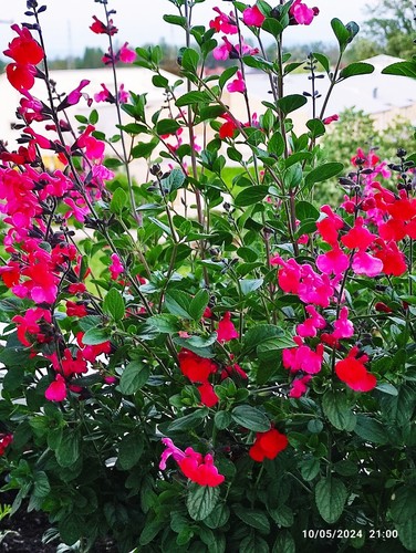 Jeune plant sauge - jeune, rouge