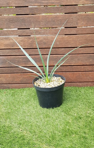 Hesperaloe funifera blanc - hesperaloe, blanc"