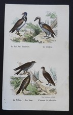 BUFFON début 19ème - Gravure