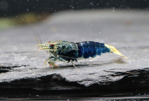 Lot crevettes - de,
