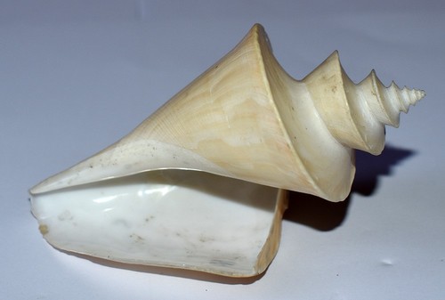 Sea shell coquillages - sea,