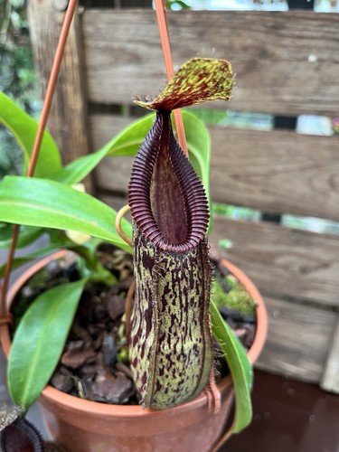 Nepenthes burkei hamata - burkei, x