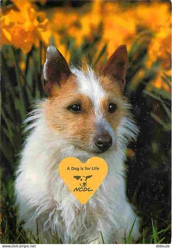 Carte postale animaux - carte,