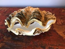 coquillage bénitier bivalves Très Bon État 770 Grammes (7)