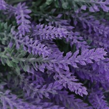 Lavande Bouquet Simulation