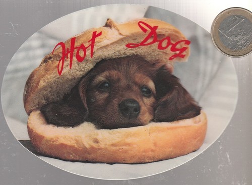 Prêt porter chien hot - prêt, à