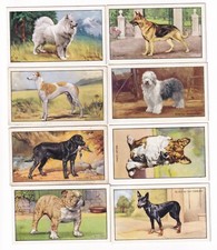 Eight 1936 DOG PAINTING Cards SAMOYEDE , ALSATIAN , WELSH CORGI , BULLDOG