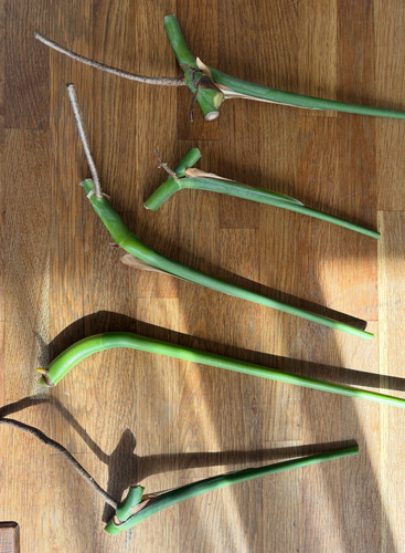 Grande bouture monstera - bouture,