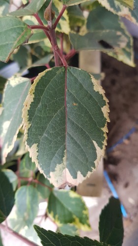 Aristotelia chilensis