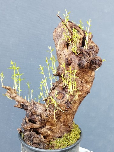 Plante pré bonsaï grenade - pré-bonsaï,