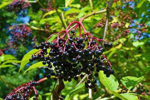 Boutures sureau noir - 6,