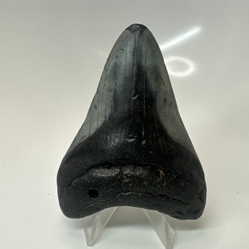 Megalodon shark tooth 73 - megalodon, 3.73
