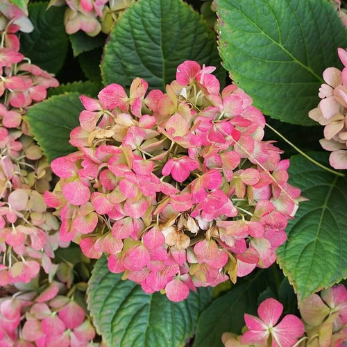 Hydrangea macrophylla