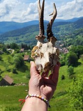 Deer skull decoration for cabinet of curiosities #1