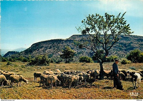 Carte postale animaux - postale,