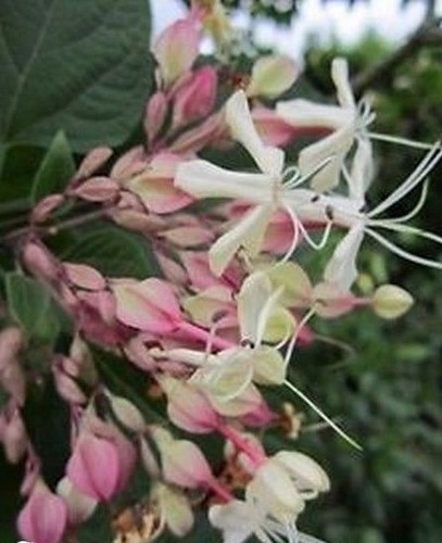 Arbre clerge fargesii - ♫,
