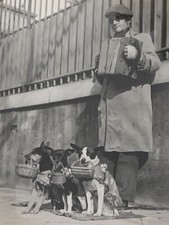 MARCEL COEN (1918-2008) PHOTOGRAPH SCENE OF DOGS IN PROVENCE 1960 (238)