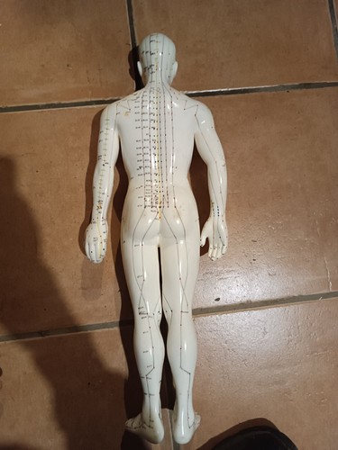 Mannequin acupuncture - mannequin, d'acupuncture