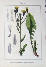 Original Old Antique Print Flowers Sturms 1906 Crepis Biennis Mauseohr-Pippau