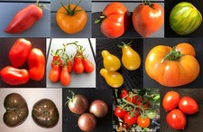 Lot 12 sachets de 20 graines